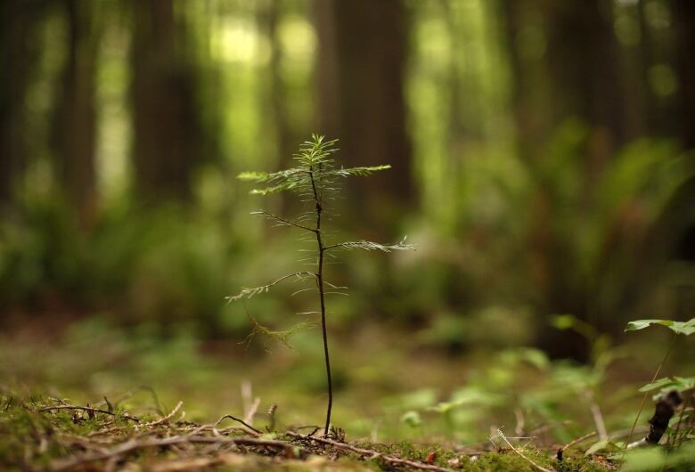 A fir sapling in a forest.