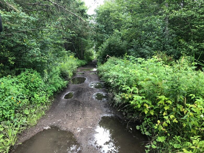 A muddy trail with lots of puddles surrounded by shrubs and trees