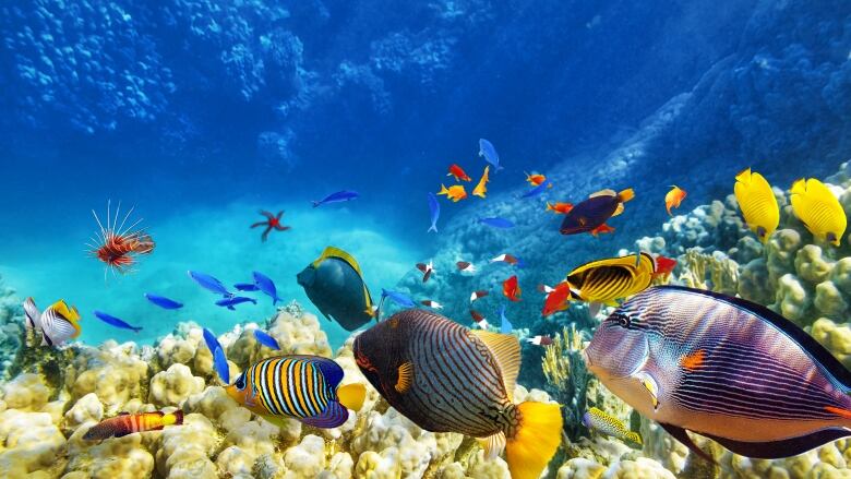 A blue ocean is shown with many colourful fish.