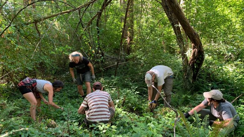 Five people are working in a lush, green forest. 