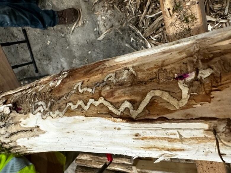 Dead ash tree on its side with EAB destruction.