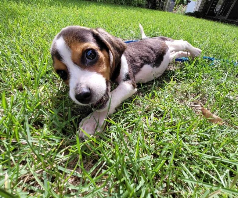 A dog lying down on the grass