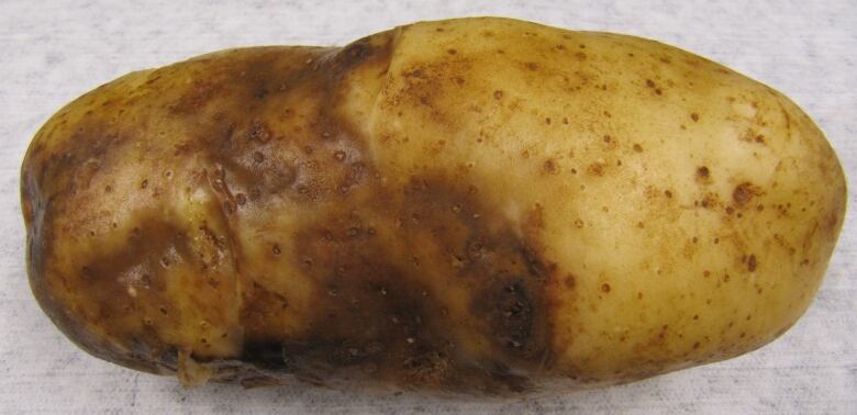 A rotten potato sits against a white backdrop.