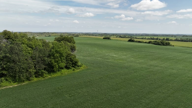 Lush green farmland and trees.