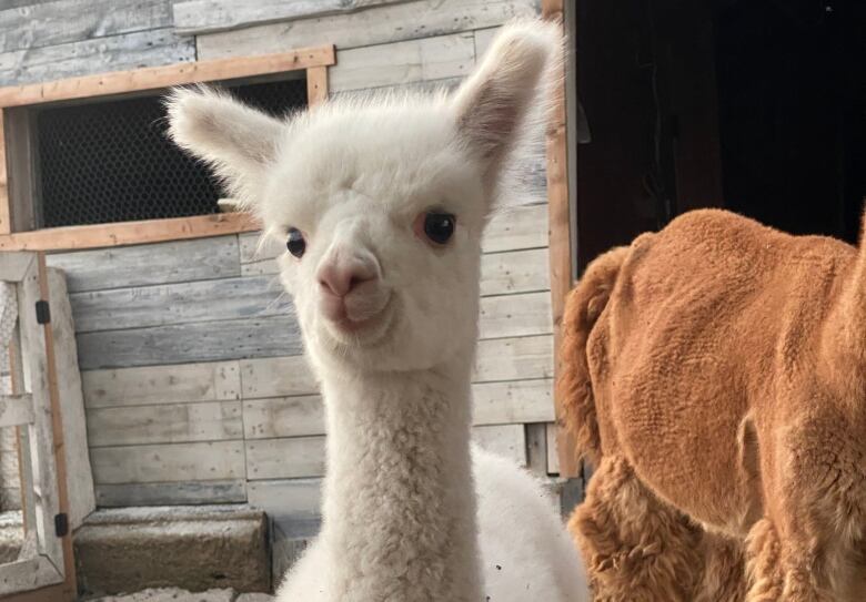 A small baby alpaca with white fleece is shown standing in some hay next to it's mother, a larger brown alpaca.