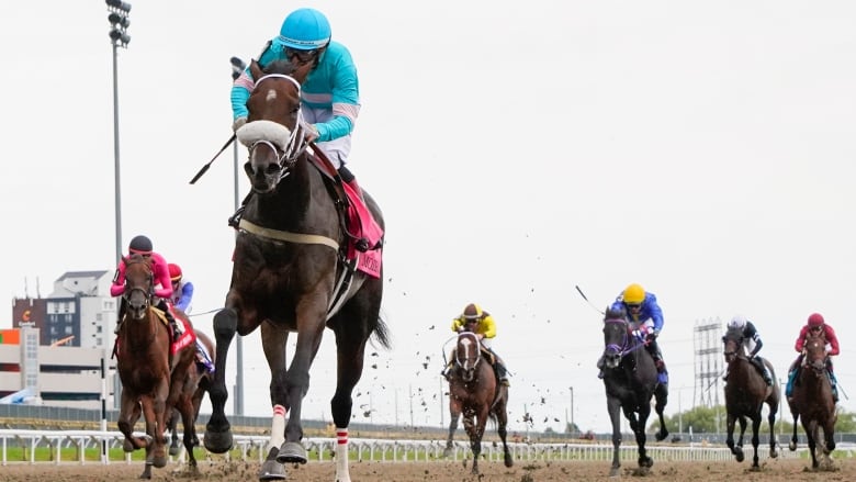 Race horses run down a track.