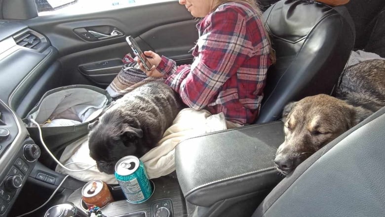 Photo shows two dogs sleeping in a car while a woman is sitting on the passenger seat, being her phone. 