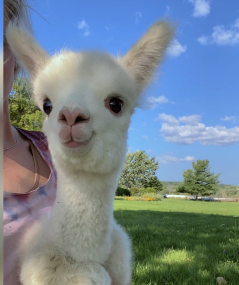 A baby alpaca with white fleece and big eyes stares at the camera.