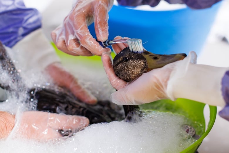 Ducks are cleaned in a soap bath at the Toronto Wildlife Centre in Toronto on Tuesday, Aug. 15, 2023. After an industrial fire in Etobicoke, Ont. last week lead to contamination of Mimico Creek, nearly 80 ducks have been pulled from the contaminated creek to be treated and housed at the Toronto charity. THE CANADIAN PRESS/Cole Burston