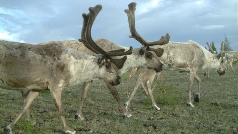 Four caribou walk across a wetland in an image captured by a motion-activated wildlife camera.