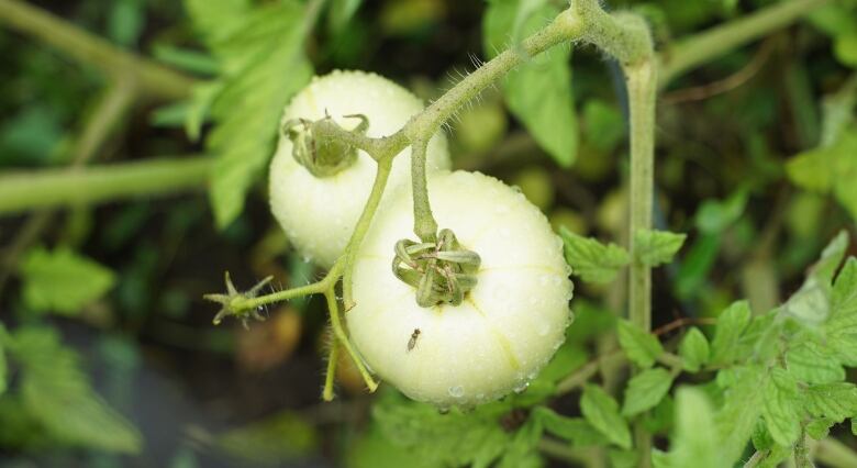 Photo of unripe tomatoes