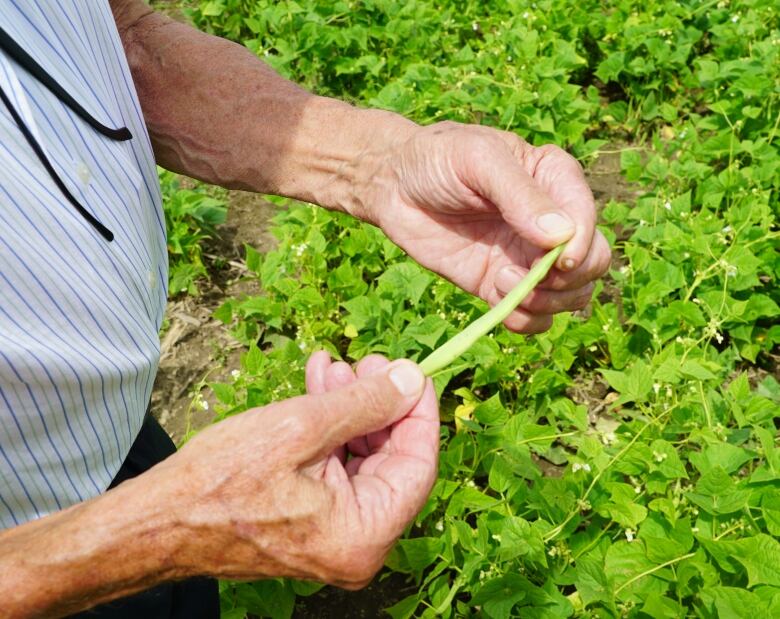 Photo of a manholding a bean.