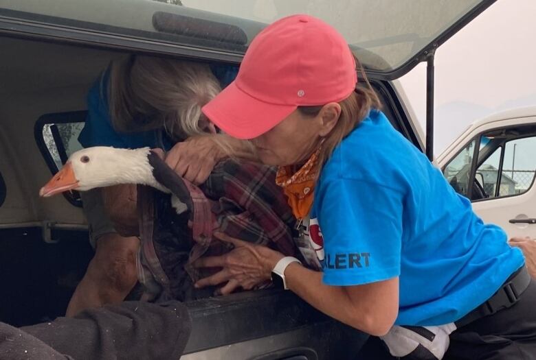 Two women wrestle a deck into the back of a truck. 