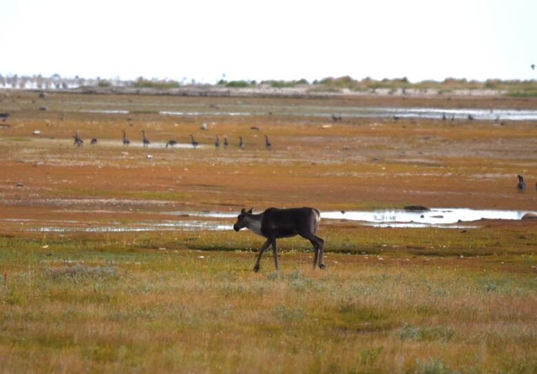 A female caribou - no antlers - walks across a wetland with Canada geese in the background.