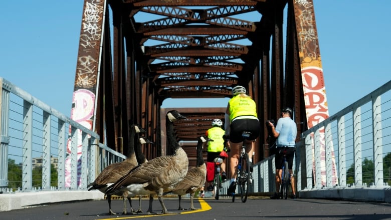 Canada geese near cyclists on a bridge over a river.