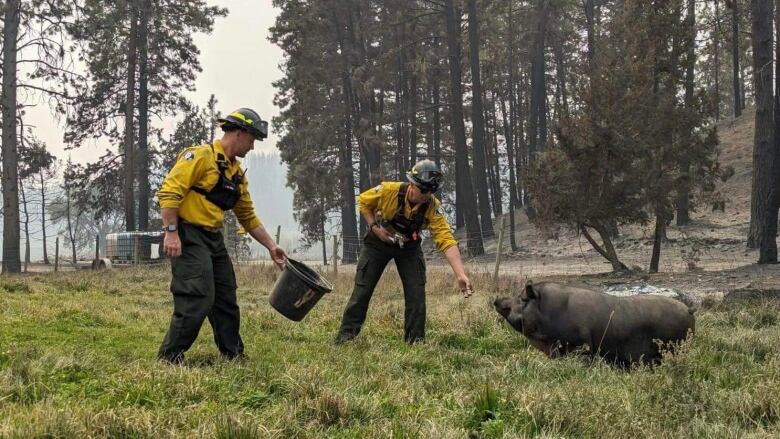 Two firefighters feed a large black pig from a bucket in a grassy and forested area.