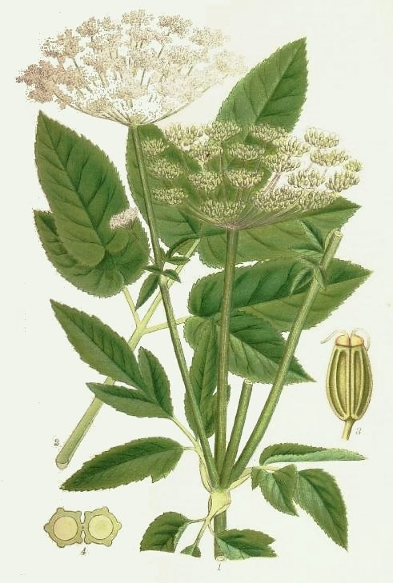 A diagram of a plant with broad green leaves and sprays of small white flowers.