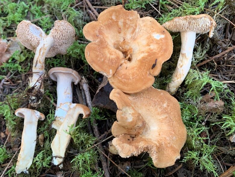 A close up of several beige and white mushrooms on the mossy ground.