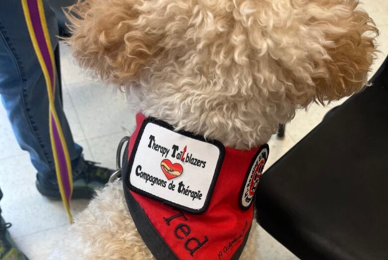 A curly-haired dog wears a Therapy Tailblazers scarf. 