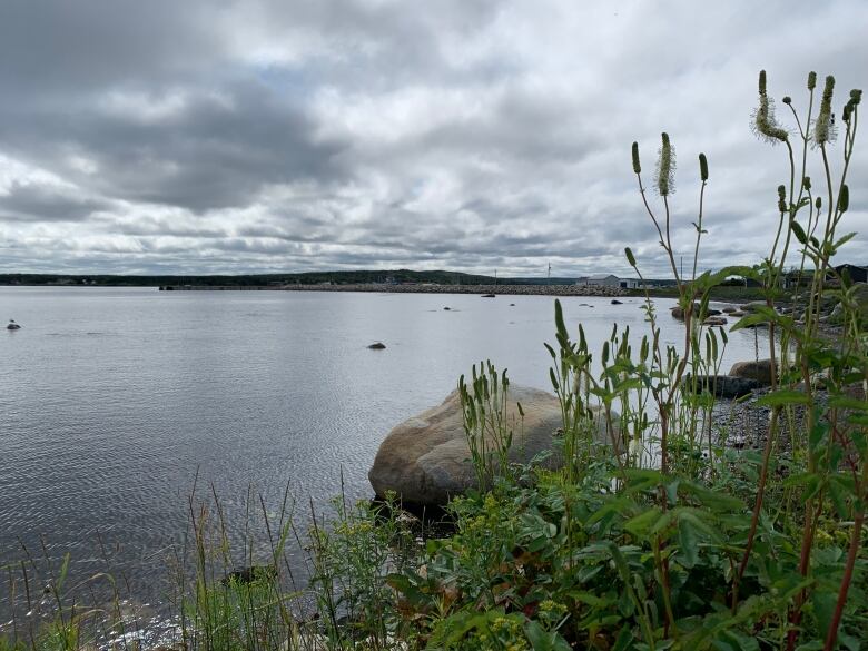 Tall grass in the foreground in front of a boulder half in the water. Across the bay in the background is a fishing wharf.