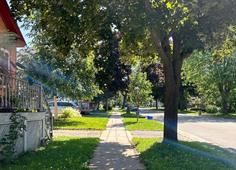 A sidewalk shaded by a tree