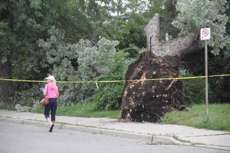 A woman in a pink sweater walks near the roots of an upturned tree on the ground. 