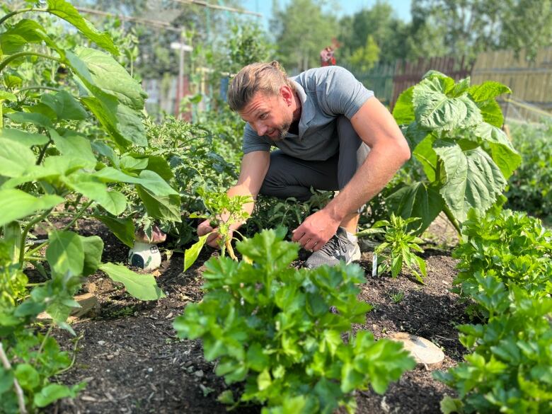 A man bends down over a pepper plant in a  garden.