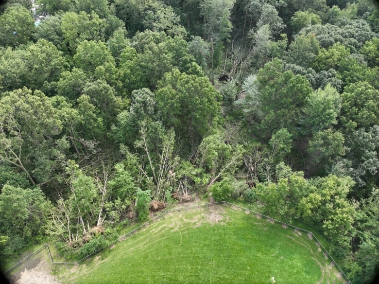 Multiple trees uprooted along damage path of Windsor tornado on Aug. 24, 2023.