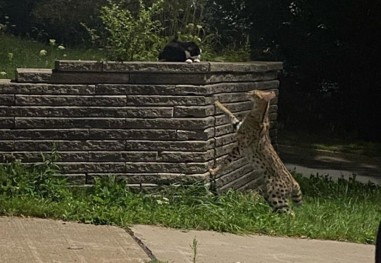 A small exotic cat is seen leaning against a short concrete wall, looking up at a black-and-white domestic cat.