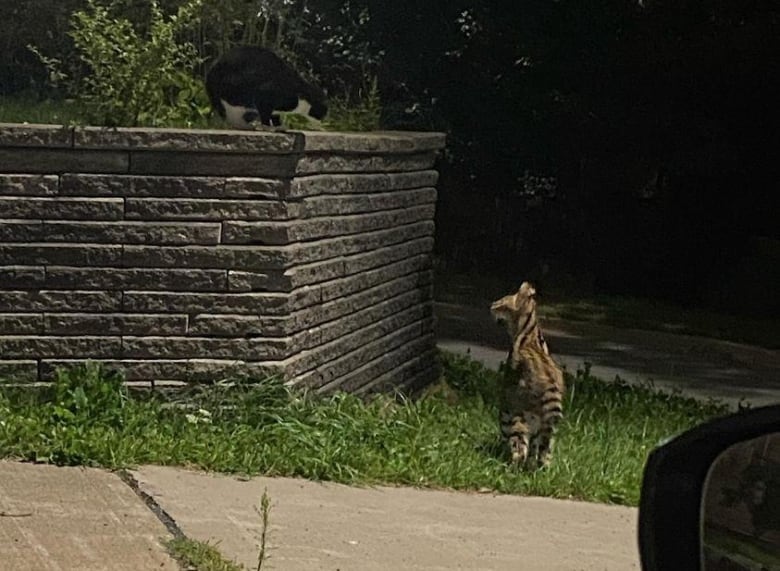 A small exotic cat stands in patch of grass next to a short concrete wall. A small black-and-white domestic cat is seen perched on the wall.