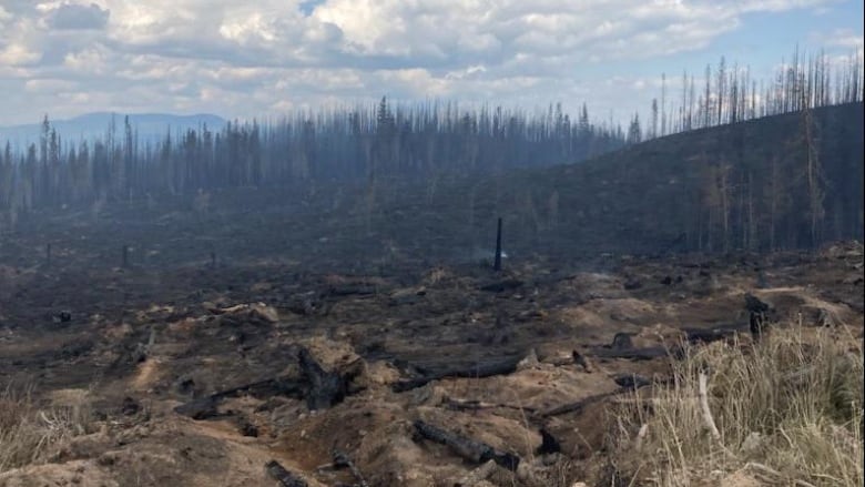 A burned foreground with blacked trees in the background.