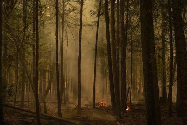 Hot spots from the Lower East Adams Lake wildfire burn in Scotch Creek, B.C., on Sunday, August 20, 2023.