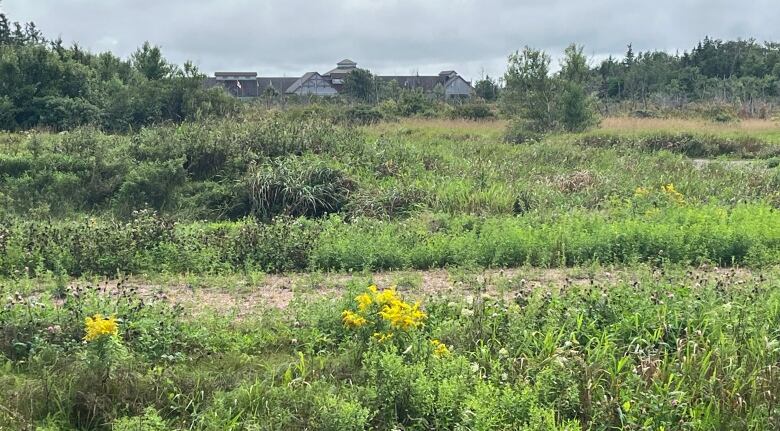 An overgrown access road to the planned subdivision can be seen in the foreground, with the Greenwich interpretive centre run by Parks Canada in the background. 