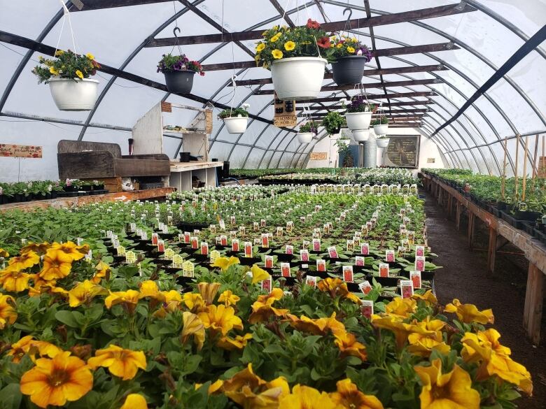 greenhouse filled with flowers