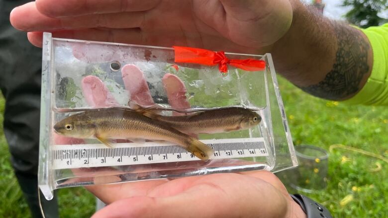 A fish being measured.