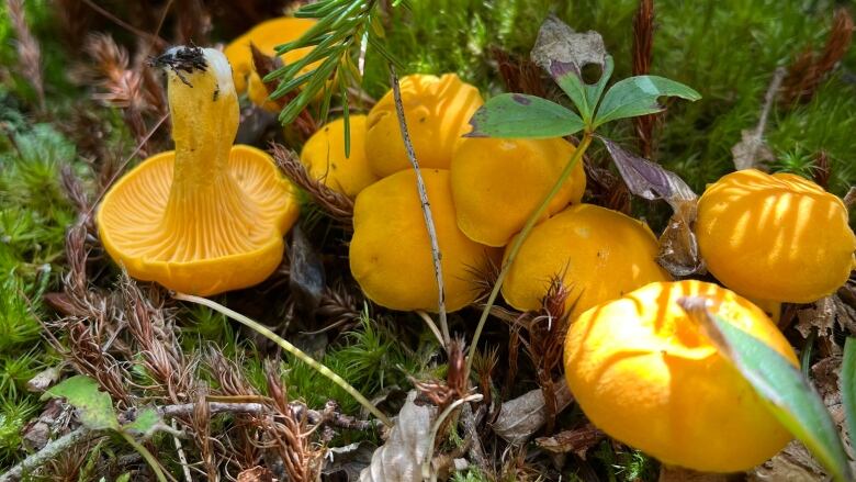 Yellow chanterelles growing in forest