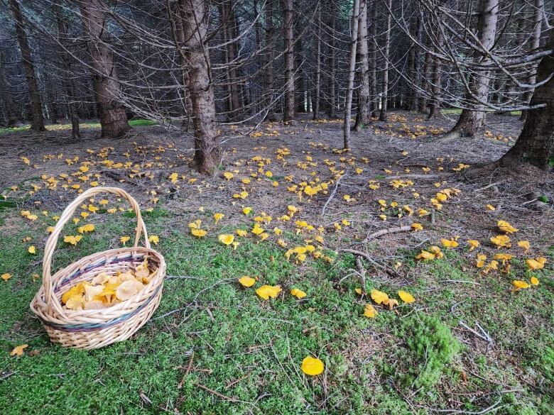 A basket full of chanterelles surrounded by a forest floor also full of chanterelles 