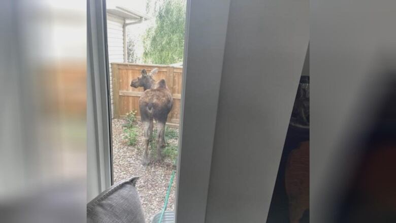 a moose stands in a residential backyard beside a fence.