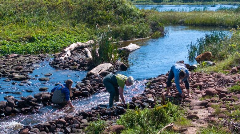 Watershed crew creates deeper water for salmon using nearby rocks 