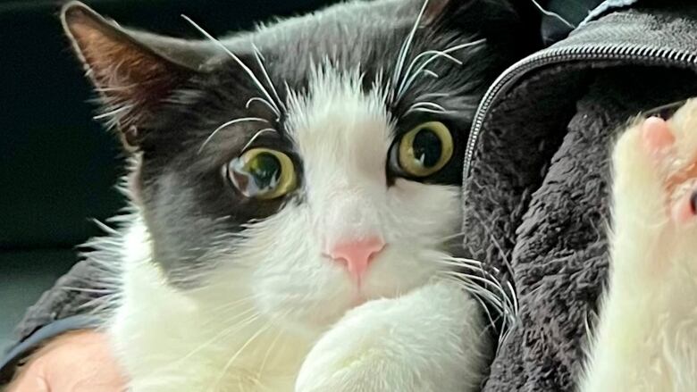 A close up of a black-and-white cat held in someone's arms.