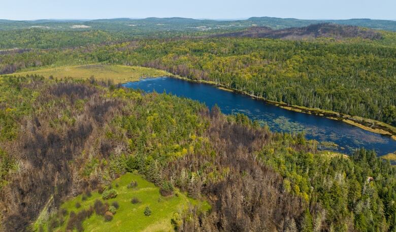 A drone shot of a forest with black sections and green ones. 