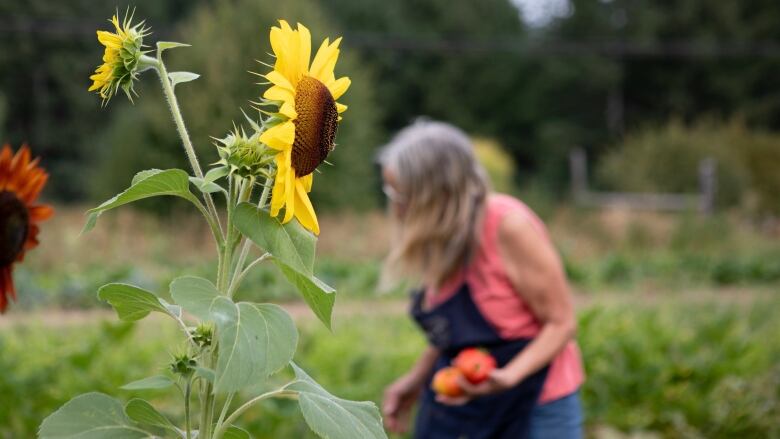 A large sunflower is in focus in the foreground, with a woman wearing an apron picking produce, out of focus in the background.