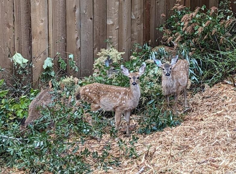 Two fawns inside a fenced area with bushes and trees.