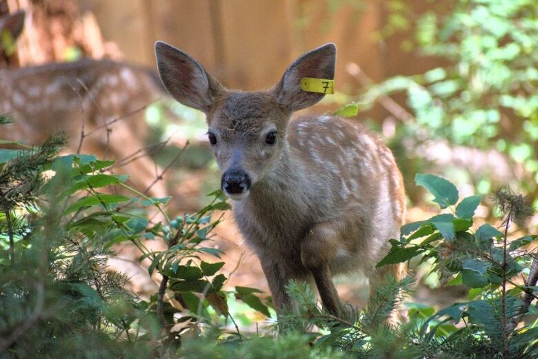 A fawn on the move amid foliage in an enclosure looks straight ahead.