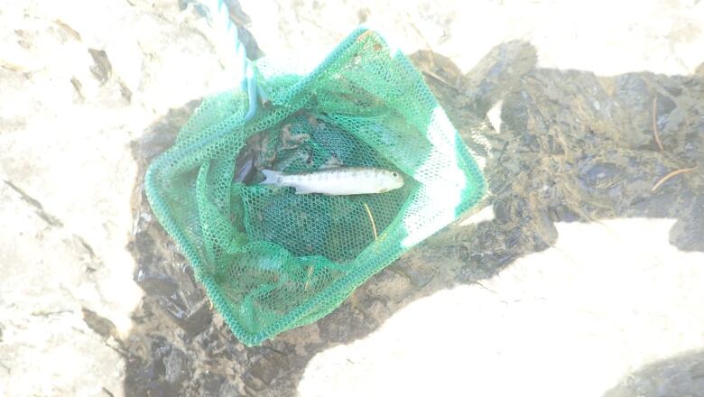 A small dead fish in a net. 