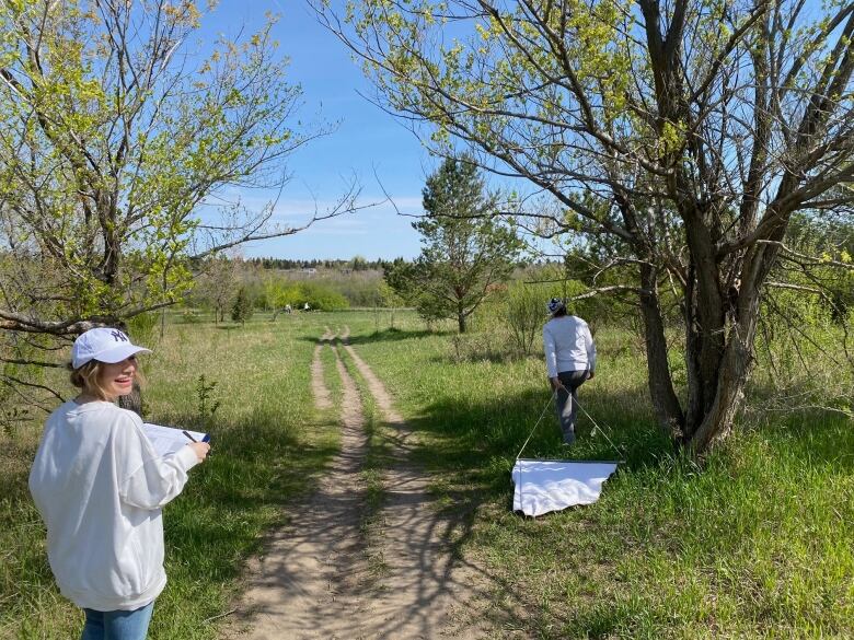 A woman drags a long cloth on a dowel through a green field as a way of collecting ticks for study