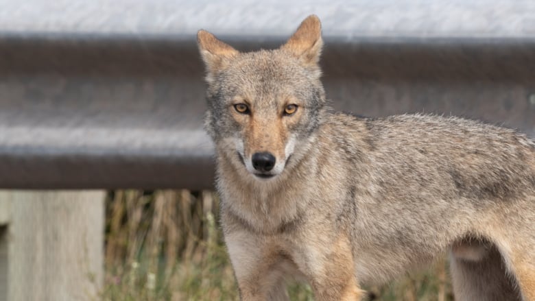 A coyote stands in front of a guard rail.