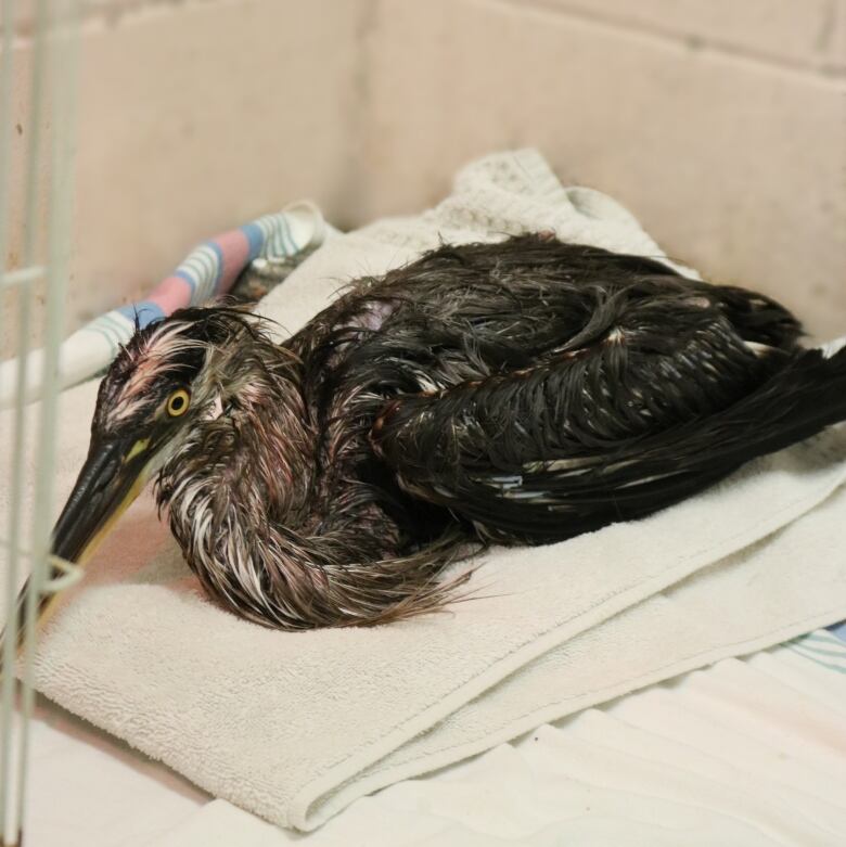 The Toronto Wildlife Centre says dozens of ducks and other birds have needed rescuing and around-the-clock care at the shelter, while 20 ducks have died since runoff from the Aug. 11 industrial fire entered Mimico and Humber creeks.