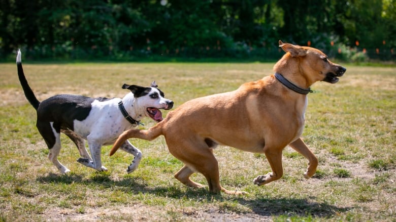 Dogs running on grass.