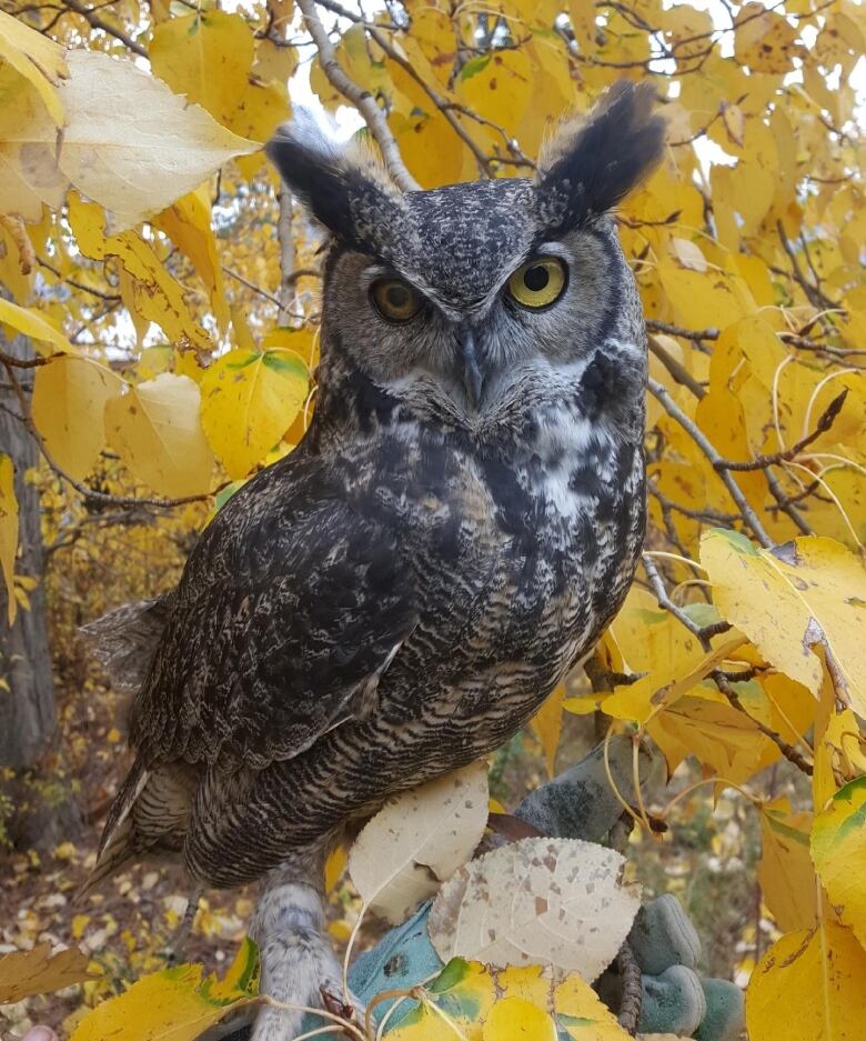 A grey fluffy owl with angry-looking pointed eyebrows sits on a tree of golden leaves.